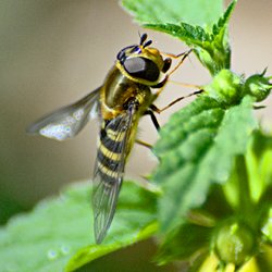 Schwebfliege auf Brennessel