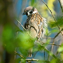 Spatz im Baum
