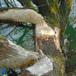 vom Biber angenagter Baumstamm im Wasser