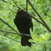 Amsel im Baum