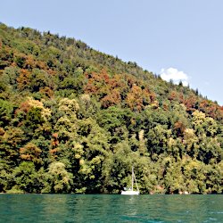 durstiger Wald – viele braune Bäume