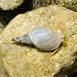 Süsswasserschnecke am Seegrund