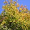 farbiger Herbstbaum