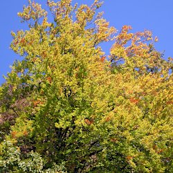 Farbiger Herbstbaum