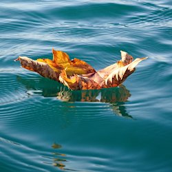 Schwimmendes Herbstblatt