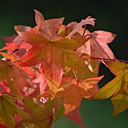 rote Herbstblätter