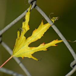 Blatt im Maschendrahtzaun