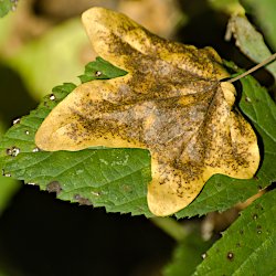 gelbes Blatt auf grünem Blatt