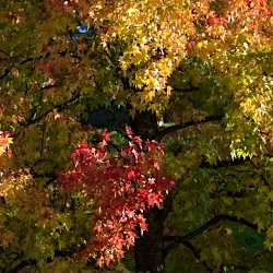 Herbstbaum