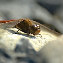 Libelle auf Stein