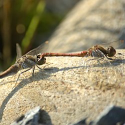 Libellen beim Paaren