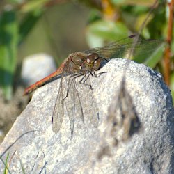 Libelle auf Stein