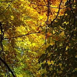 Herbstliche Baumkronen