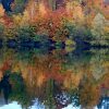 Herbstwald spiegelt sich im See