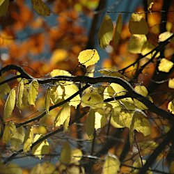 Leuchtender Herbstbaum