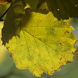 Haselblatt