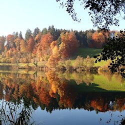 Die Bäume spiegeln sich im See