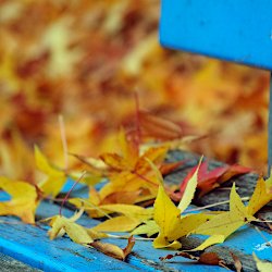 Herbstlaub auf Bank