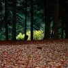 Heller Busch im dunklen Wald