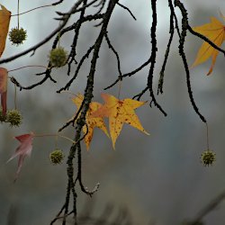 Früchte und letzte Blätter am Amberbaum