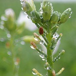 Wassertropfen an Ackerpflanze