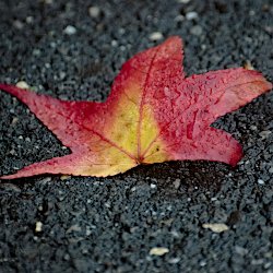 rot-gelbes Amberblatt auf dunklem Asphalt