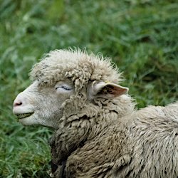 glücklich aussehendes Lamm
