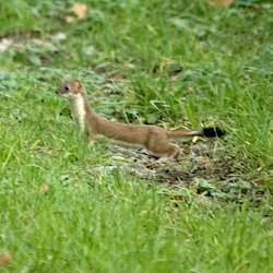 Hermelin in der Wiese