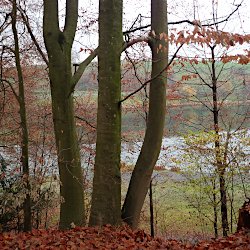 Drei Buchen