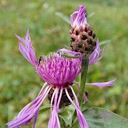 Verblühende Wiesen-Flockenblume
