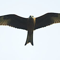 Rotmilan im Flug