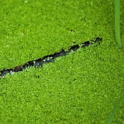 Wasserlinsen im Tümpel Nahaufnahme