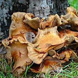 Pilze am Baum