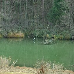 Wald am See mit Graureiher
