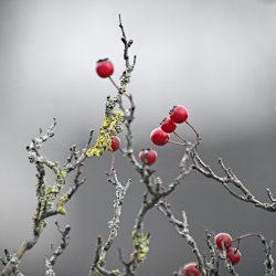 Rote Weissdorn-Beeren