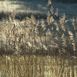 Schilf von der Morgensonne beleuchtet