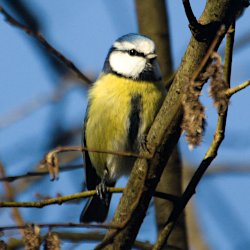 Blaumeise im Geäst