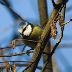 Blaumeise im Geäst