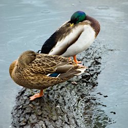 Auf einem Baumstamm schlafende Stockenten Männchen und Weibchen