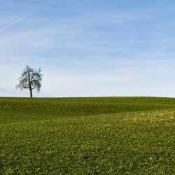 Wiese und blauer Himmel