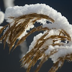 Schilf schneebedeckt