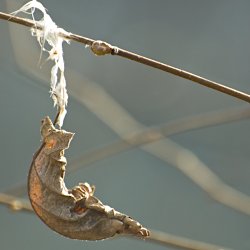 Verwelktes Blatt hängt an Vogelfeder