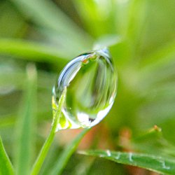 Wassertropfen im Moos