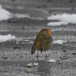 Aufgeplustertes Rotkehlchen auf dem Asphalt