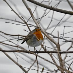 Aufgeplustertes Rotkehlchen auf dem Baum