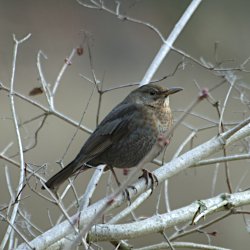 Amsel-Weibchen auf Esche