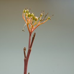 Pflanze mit rot-gelbem Stängel und grünen Knospen