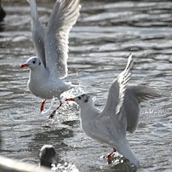 fliegende Lachmöwen
