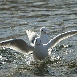 Lachmöwe aus dem Wasser startend