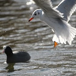 Lachmöwe im Flug